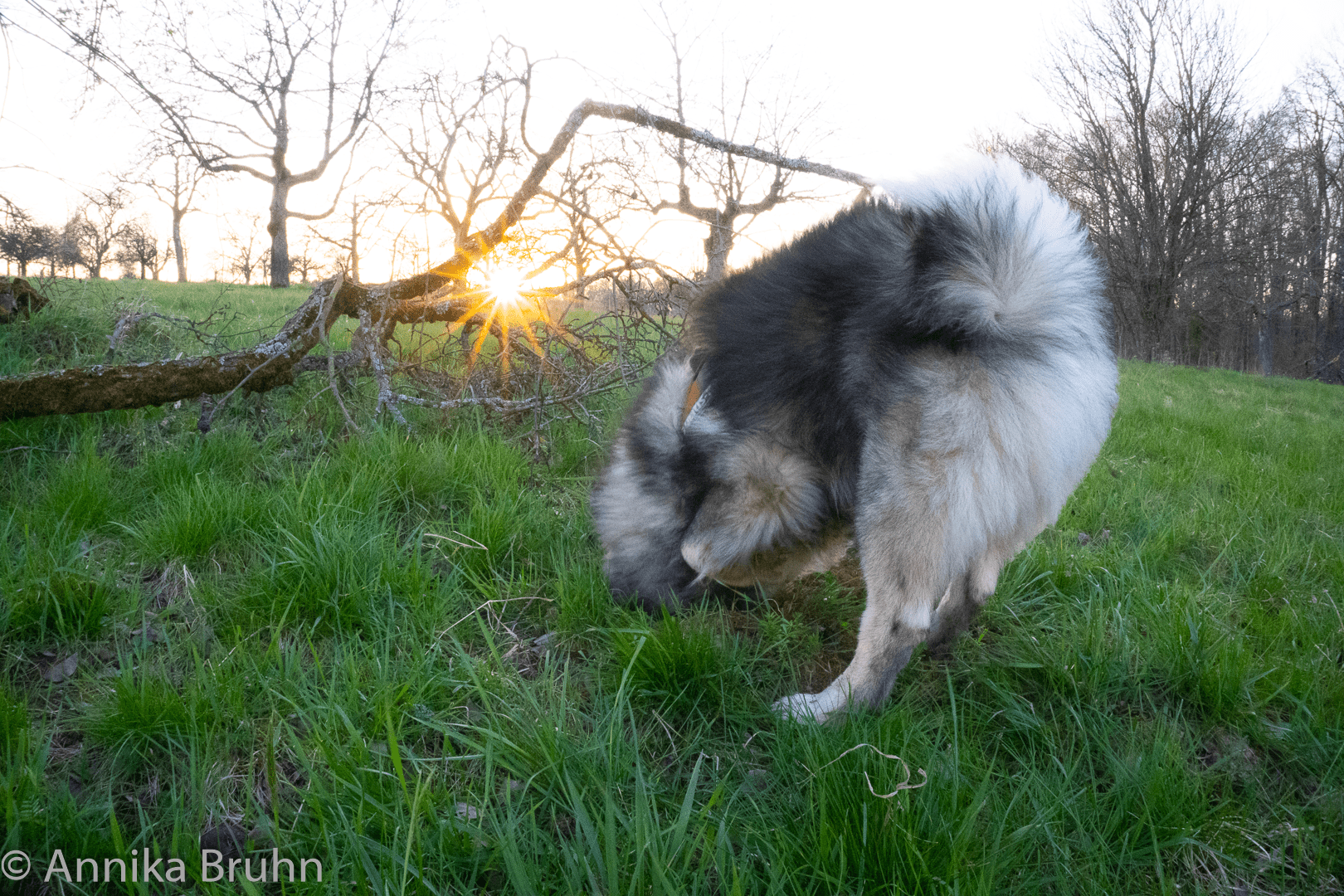 Q am graben mit Sonnenstern